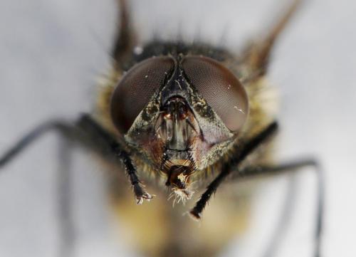 Pollenia sp.